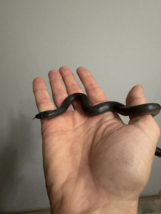 Черен африкански смок/змия