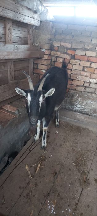 Vand doua capre gestante