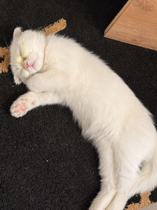 Скотиш фолд кот