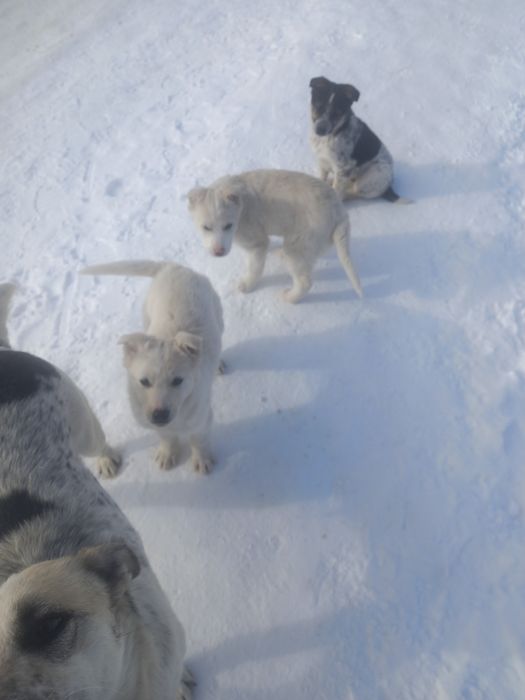 Отдам кутят в добрые руки