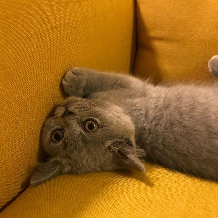 Британская кошка