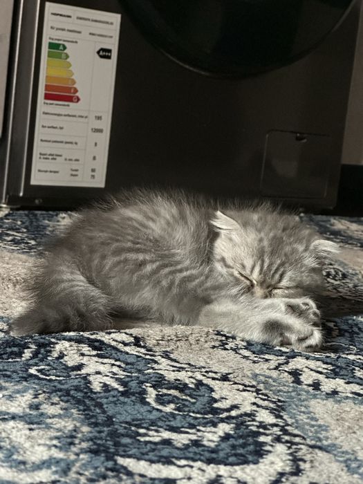 Mushuk zoti toza oladiganlar bulsa