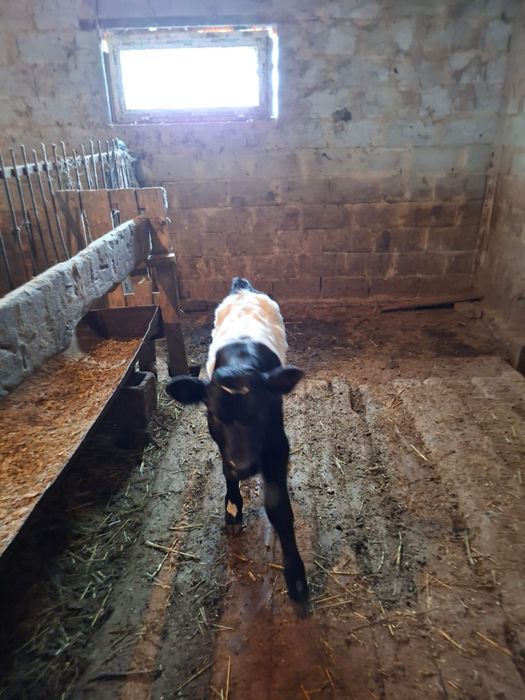 Продаю дойных коров