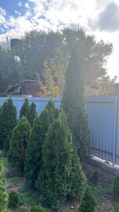 Туя смаракта, ель