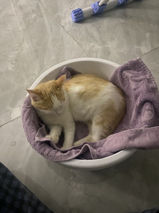 Отдаем кошку в добрые руки!