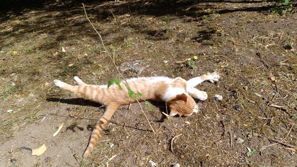 Подарявам котенце