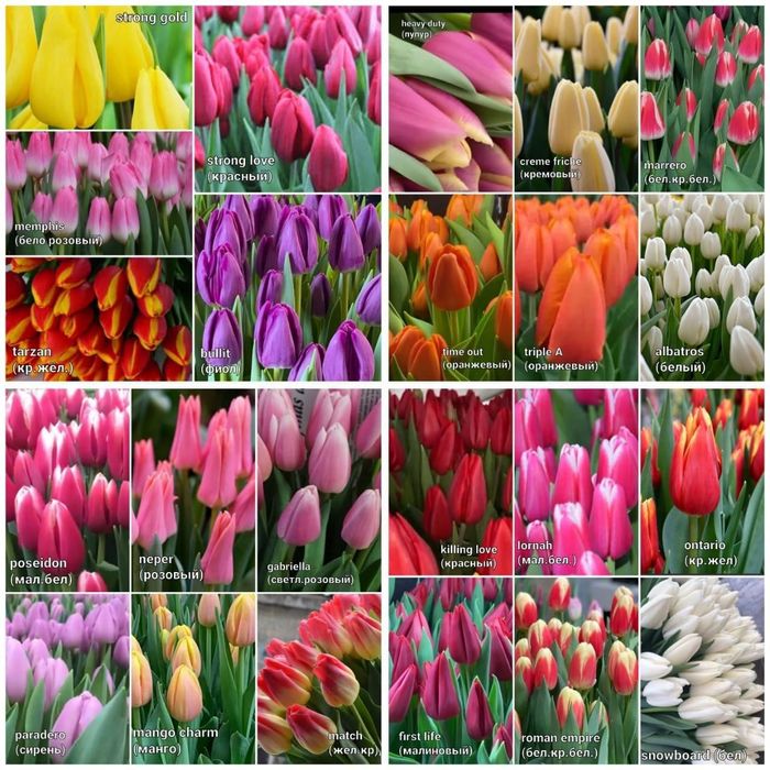 Оптом тюльпаны  местные