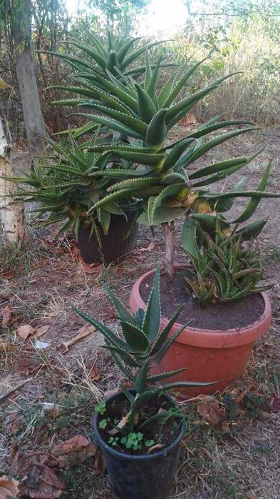 Алое Вера /Aloe Vera/ и Дърво на живота /Красула/ - растения в саксии