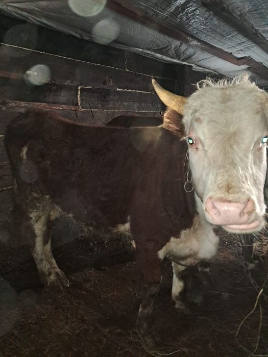 9 бука полтарашка