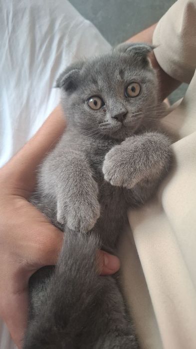 шотландская вислоухая