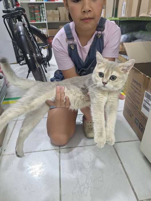 Срочно сотилади британский галубой шиншила