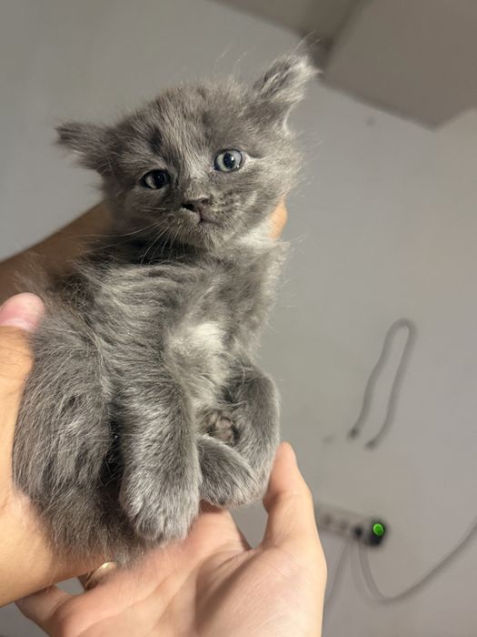 Бесплатно, мальчик 1,5 мес