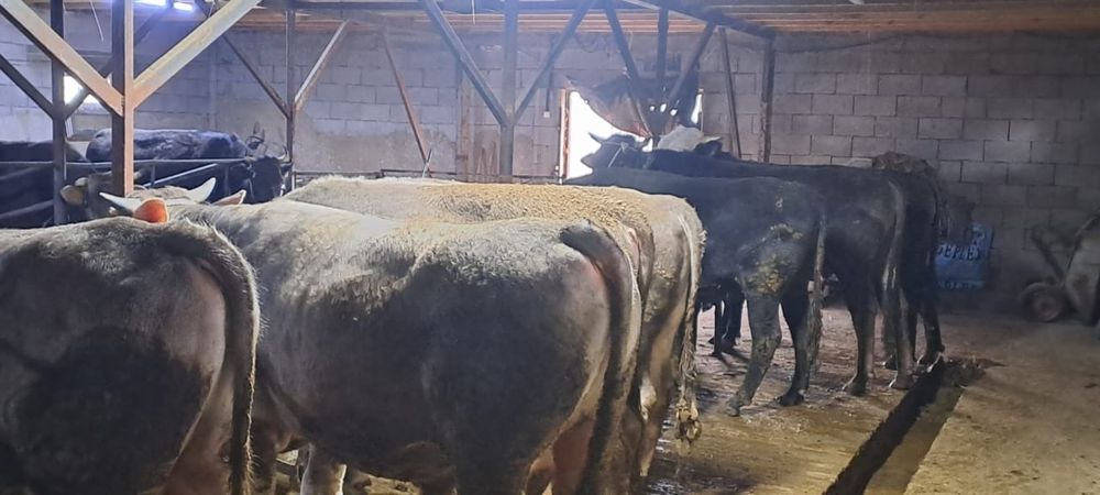 Продаются быки/ бұқалар сатылады