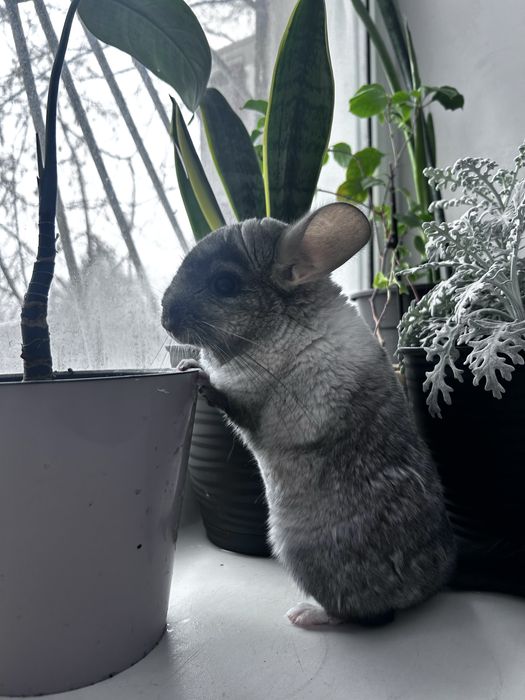 Шиншилла + приданное