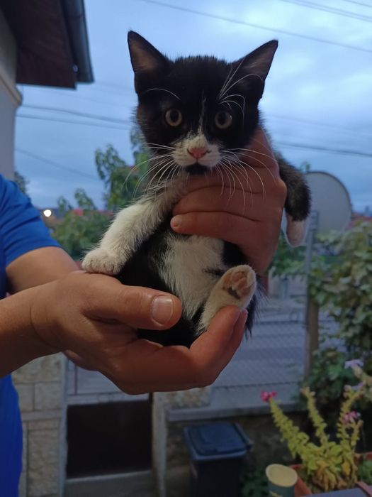 Три малки котенца