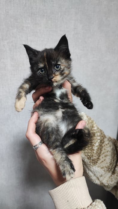 Котята ищут семью