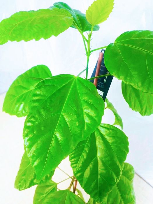 Продам комнатные цветы