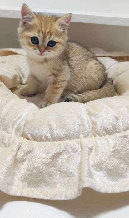 КоТики БриТансКие зоЛоТо