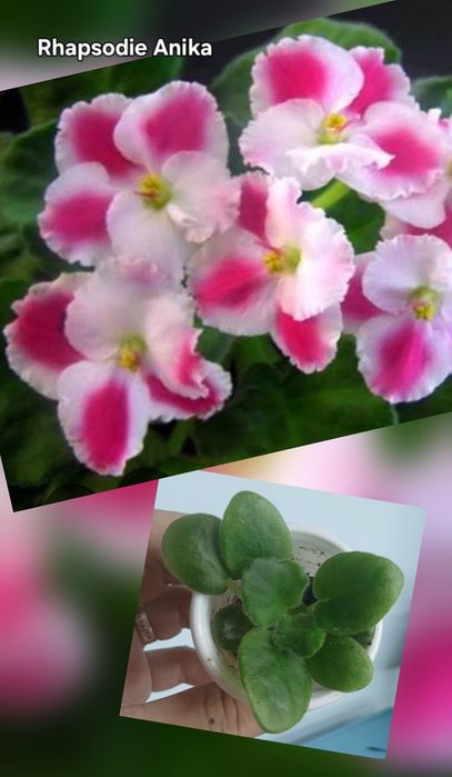 Продам детки фиалок разных