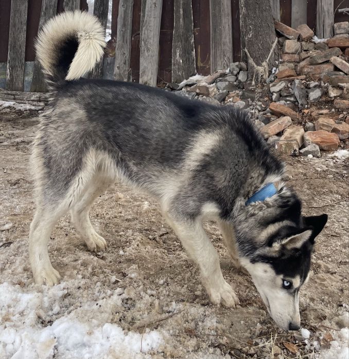 Сибирский Хаски.