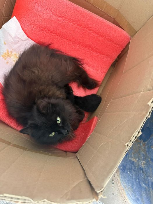 Кошка с котятами ищет дом