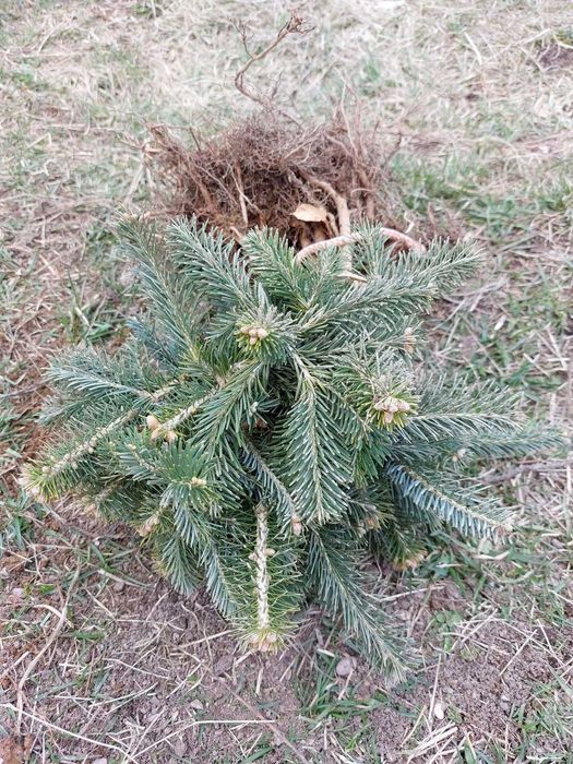 Puieti brad Abies Lasiocarpa intens albastrui-argintii