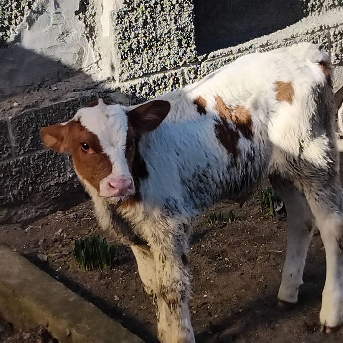 Vând vitea bălțată