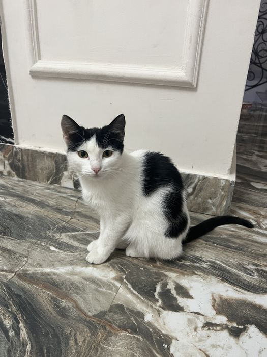 Ласковый котенок в добрые руки