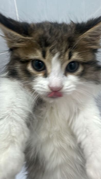 Срочно отдам котенка