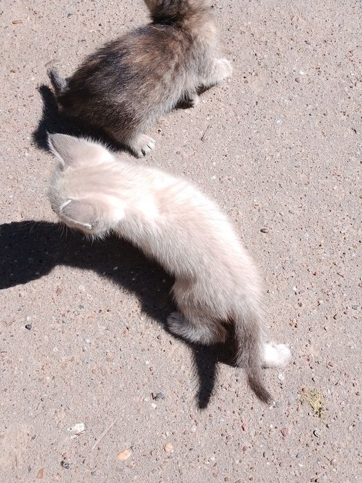 ОтдамКотяТвДобрыеРукиНаЮбиленой