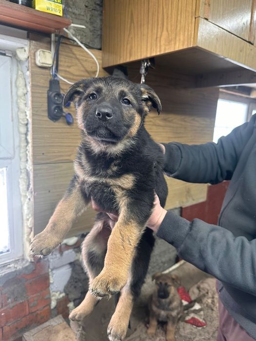 Щенки немецкой овчарки