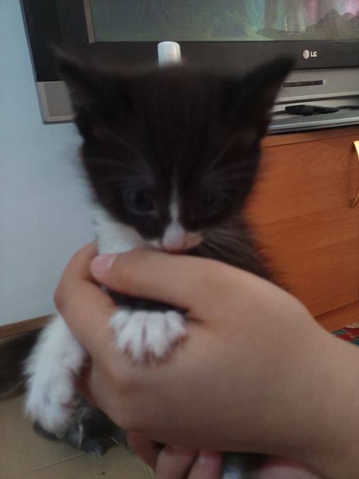 Отдам котят добрые руки