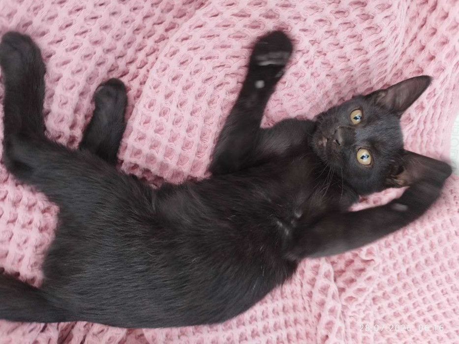 Котята Домашние Чёрные