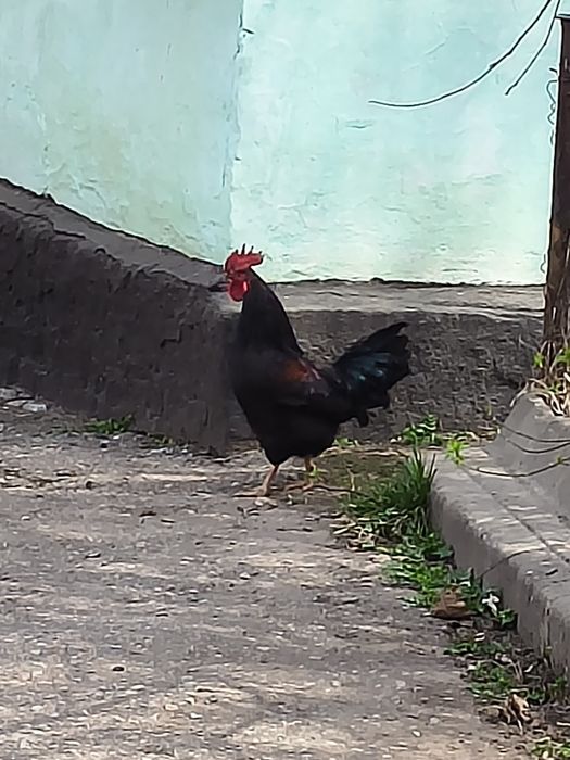 Продам домашних петухов