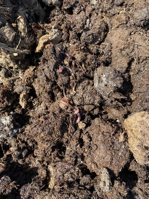 Калифорниялык шылаушын