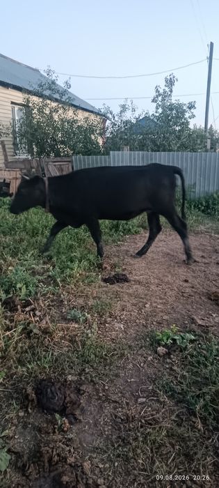 Сиыр және тайыншалар сатылады
