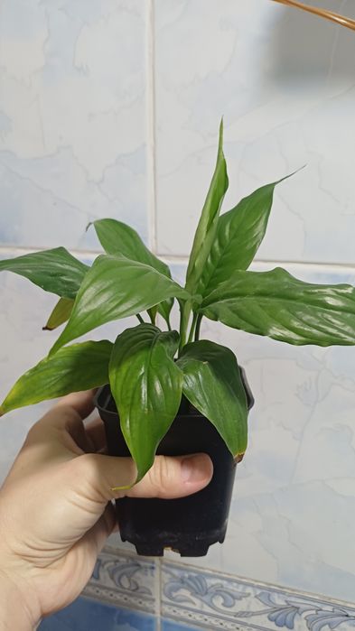 Женское счастье (Спатифиллум)