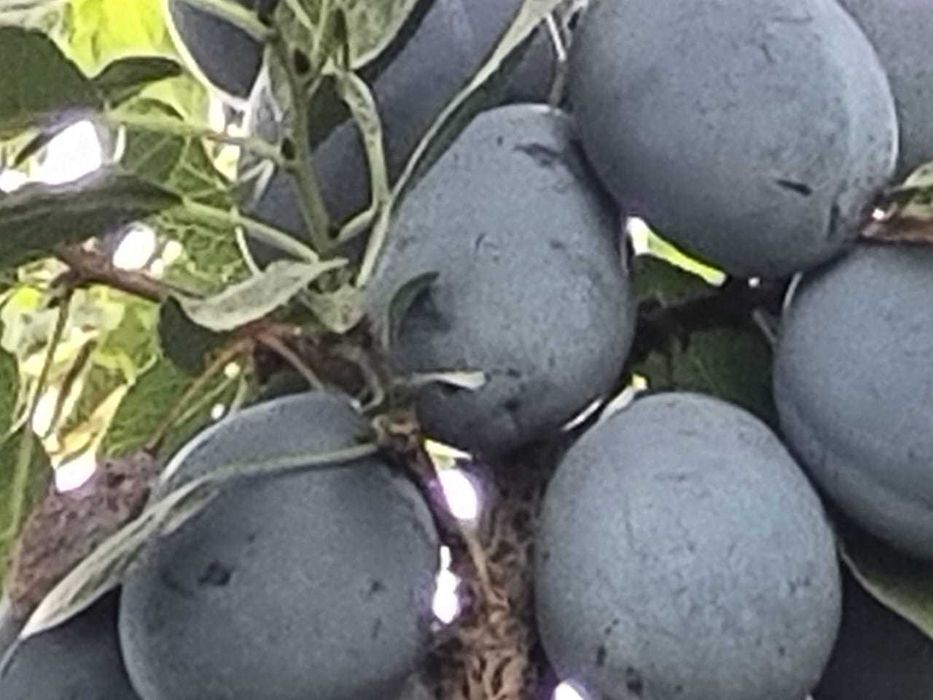 Продам СЛИВУ сочную, сладкую. Самосбор.