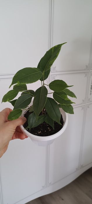 Фикус Бенджамина