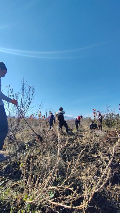 Самарканд Шредер кучатлари ишончли ва сифатли