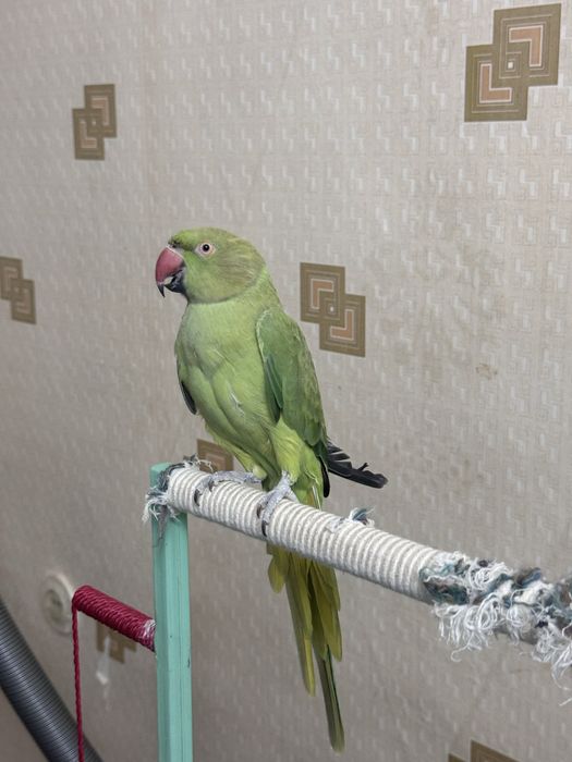 Продам молодого попугая Ожереловый