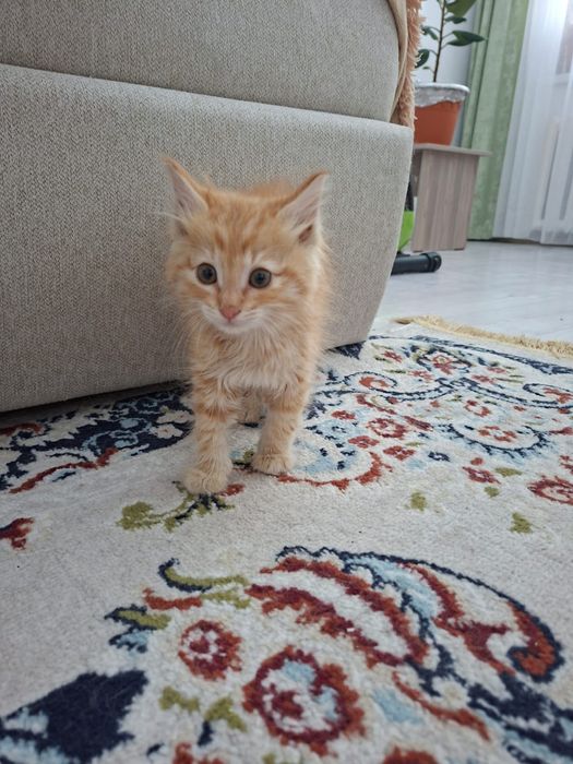 Котенок в добрые руки