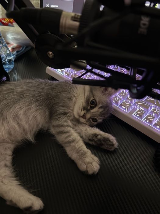 Котенок 3.5 месяца