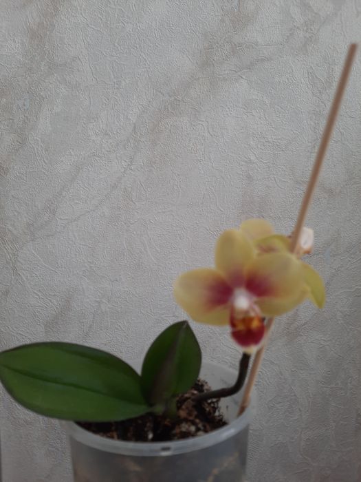 Продам мини Орхидею