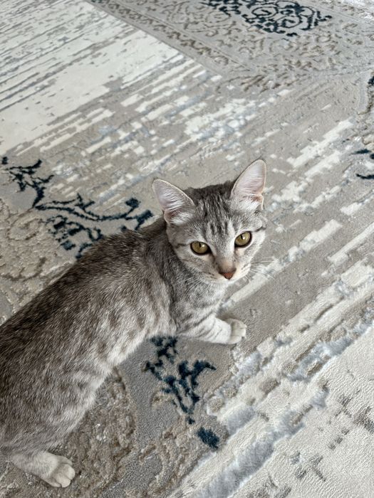 Котенок пародистая продам