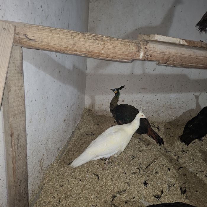 Paunite adulte, exemplare deosebite.