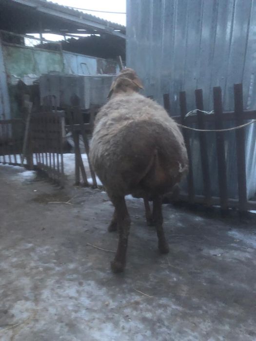 Продам Барана Матка Гисар