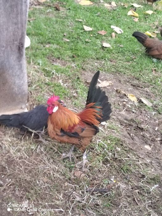 Продавам декоративни кокошки