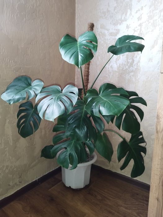 Продам монстеру деликатесную