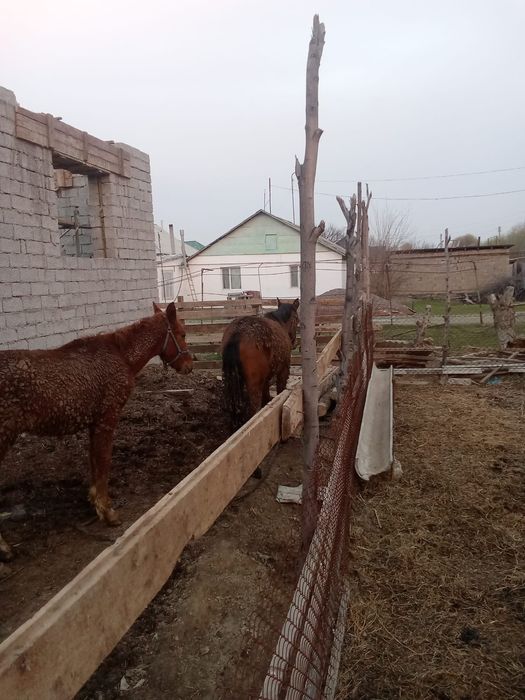 Тай сатылады  срочно